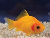 Blushing_Apricot_Goldfish