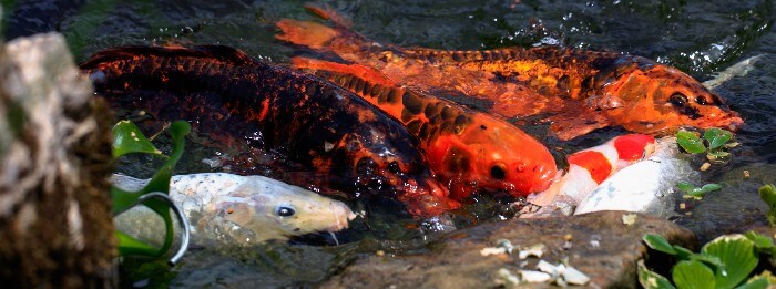 gold fish eating food