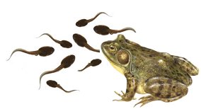 Bullfrog_Tadpoles_Ponds