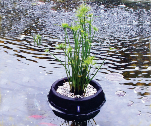 Floating-Plant-Basket-for-Pond-Plants