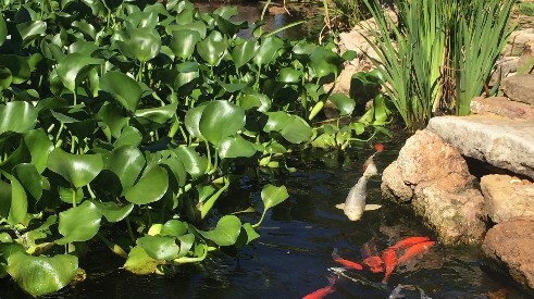 Floating-pond-plants