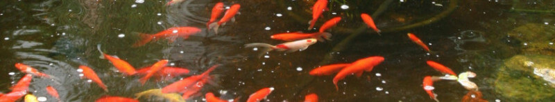 Goldfish-Pond-Comets