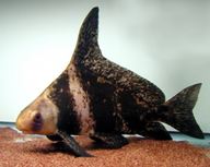 High_Fin_Banded_Shark_Hardy_Algae_Eater