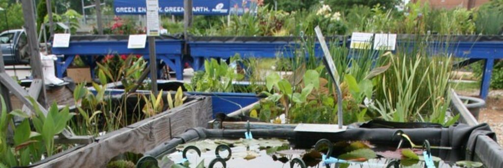 Information-about-pond-plants