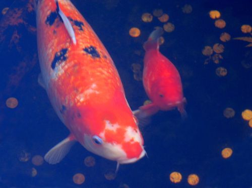 koi fish