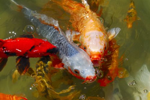 Koi in a Japanese Garden Pond 