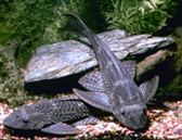 Pond_Algae_Eater_Plecostomus