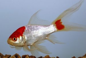 Sarasa-Comet-Red-and-White-Goildfish
