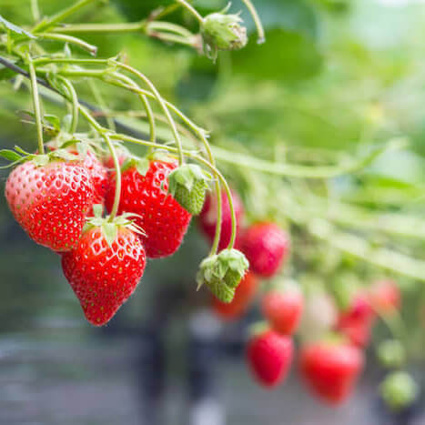 strawberry garden