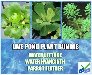 floating live pond plants