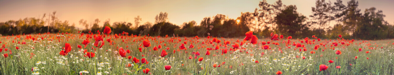 garden flowers