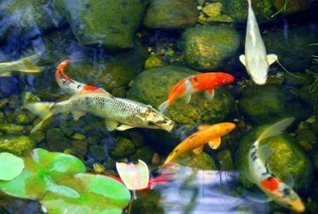 koi pond fish