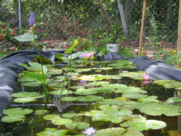 Spring, Summer, Fall, Autumn and Winter maintenance for Florida and Southern Ponds