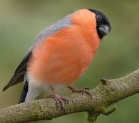 Wild Bird Food Mix Blend Song Birds 