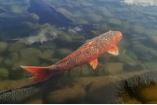 Koi in very clear Pond Water