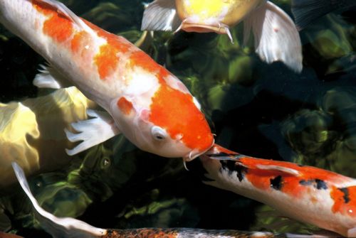 koi fish