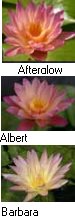Tropical Water Lilies (Day Blooming) "Autumn Shades" 3pk Bare Root-0