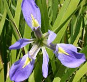 Iris BLUE Hardy Marginal (Bog) Plants Potted 6pk-0