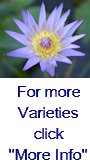 Tropical Water Lilies (Day Blooming) "Blue" 3 pk Bare Root-0