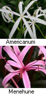 Bog Lily Tropical Marginal Plants Potted 6pk-0