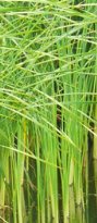 Bulrush, Giant Hardy Marginal (Bog) Plants Potted 6pk-0