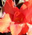 Canna Australia RED Tropical Marginal (Bog) Plants Potted 6pk-0