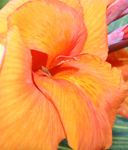 Canna Bengal Tiger Orange Tropical Marginal (Bog) Plants Potted 6pk-0