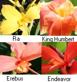 Canna Longwood Hybrids Tropical Marginal (Bog) Plants Potted 6pk-0