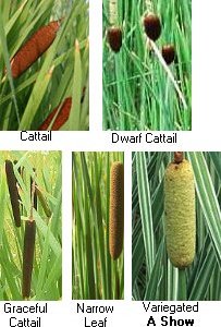 Cattail Hardy Marginal (Bog) Plants Potted 6pk-0