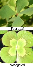 Clover - Hardy Marginal (Bog) Plants Potted 6pk-0