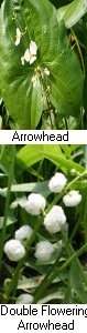 Arrowhead Hardy Marginal (Bog) Plants Potted 6pk-0