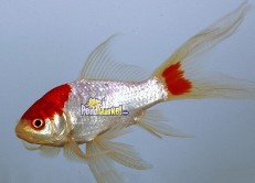 Sarasa Comets (Red/Orange and White Goldfish)-0