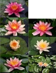 Hardy Water Lilies "Changeable" 3pk Bare Root-0