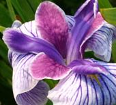Iris Japanese Hardy Marginal (Bog) Plants Potted 6pk-0