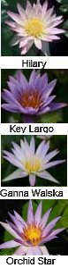 Tropical Water Lilies (Day Blooming) "Lavender" 3pk Bare Root