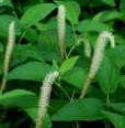 Lizard's Tail Hardy Marginal (Bog) Plants Potted 6pk-0