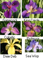 Iris Louisiana Hardy Marginal (Bog) Plants Potted 6pk-0