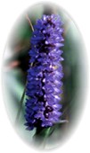 Blue Pickerel (Pontederia dilatata)