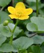 Marsh Marigold Hardy Marginal (Bog) Plants Potted 6pk-0