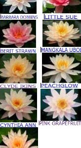 Hardy Water Lilies "Peach/Orange" 3pk Bare Root-0
