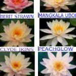 Hardy Water Lilies "Peach/Orange" 3pk Bare Root