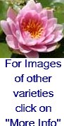 Hardy Water Lilies "Pink" 3pk Bare Root-0