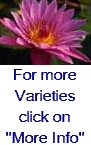 Tropical Water Lilies (Day Blooming) "Pink" 3 pk Bare Root-0