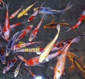 Assorted Koi Pond Packs-0