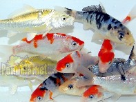 Koi Pond Packs-0