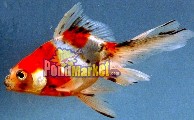 Calico Fantail Pond Fish-0