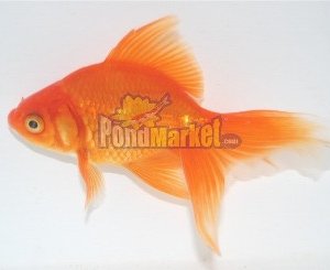 Red Fantail Goldfish-0