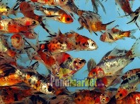 Shubunkin (Multi Colored) Goldfish-0