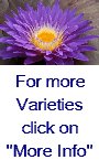 Tropical Water Lilies (Day Blooming) "Purple" 3pk Bare Root-0