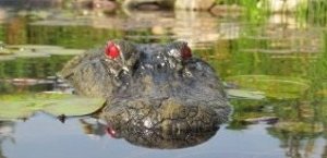 Alligator Head Floating Pond/Pool Float 27"-0